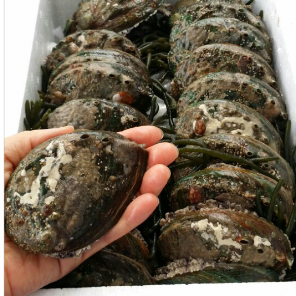 자연그대로 청정드림 (완도전복) 1kg 11-13미, 1box, 1kg(11-13미)