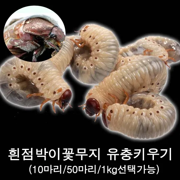 흰점박이꽃무지 유충키우기/꽃무지유충키우기 10마리