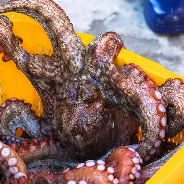얌테이블 통영 돌문어(생물), 1개, 돌문어1kg