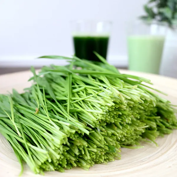 사그담 강원도 평창에서 자란 무농약 밀싹, 500g