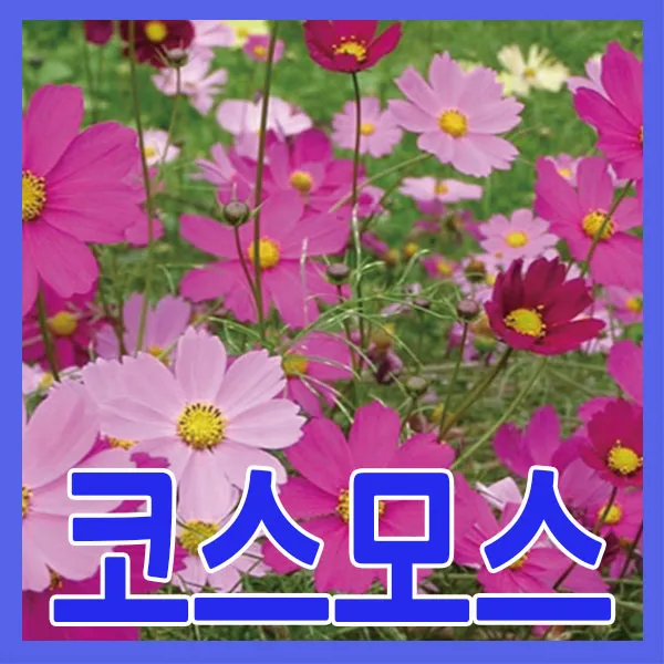 지엘파크 혼합코스모스씨앗 1kg 약40평 개화기6~10월 한해살이