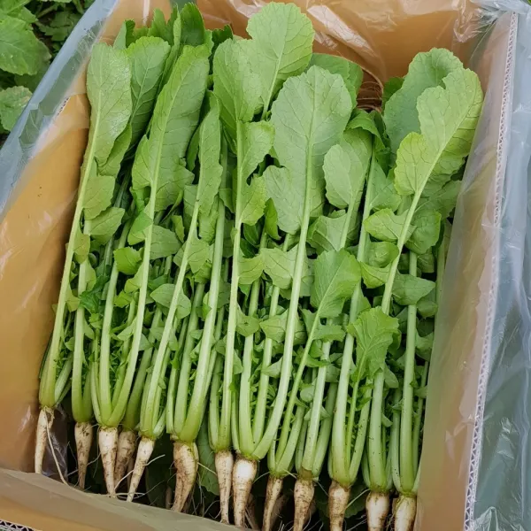 안산팜 사계절 아삭하고 맛있는 열무 (저탄소농축산물 GAP 인증), 열무 2kg, 1개