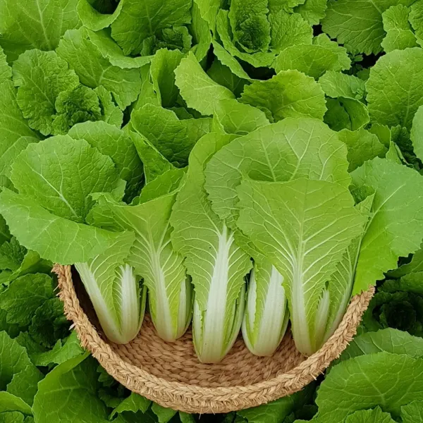 안산팜 신선하고 맛있는 얼갈이배추 저탄소농축산물 Gap인증 얼갈이배추 4kg 1개