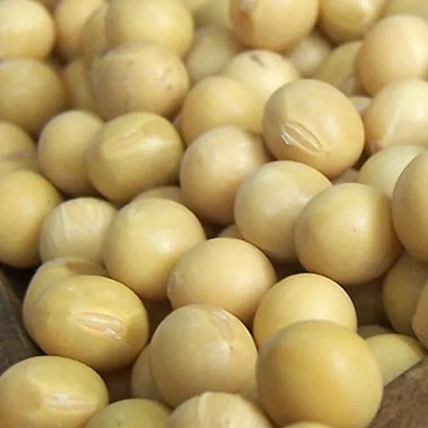 [가온애] 백태(메주콩), 1개, 1kg