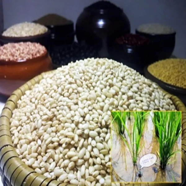 한땀 2020년 국산 우렁이 현미찹쌀 5kg / 10kg 친환경농법 사은품제공, 1개