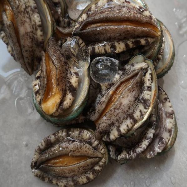 와우전복 완도산전복 1kg (16-18미), 1box