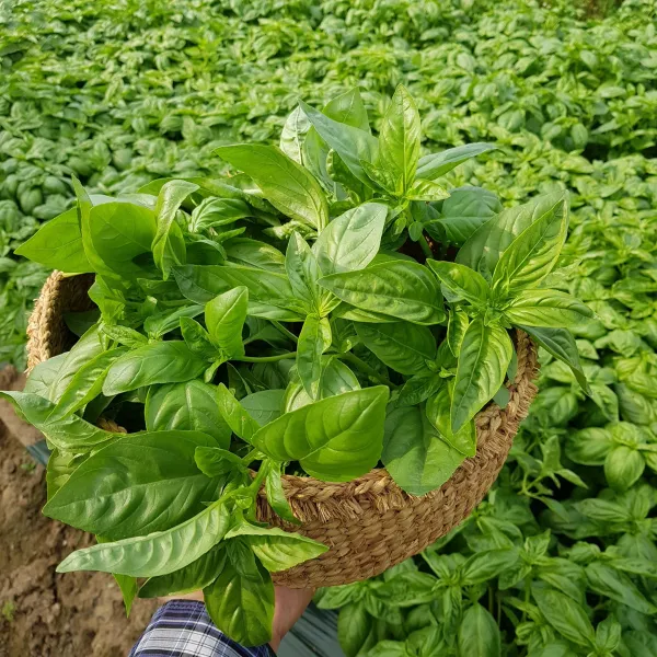 안산팜 생바질 향기가 아름다운 스위트바질 생잎(Sweet Basil) 바실, 1box, 스윗바질 100g