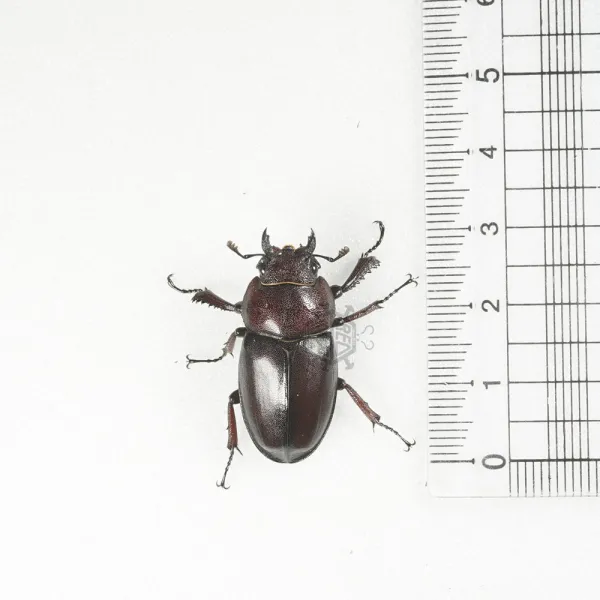 레오곤충샵 톱사슴벌레 암컷 30-33mm