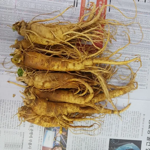 풍기인삼 햇수삼 5년근 6년근 황삼500g 5-6뿌리 황삼 500g, 1개, 햇수삼500g 14-19뿌리(편) 세척안함