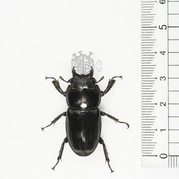 레오곤충샵 넓적사슴벌레 암컷 35-36mm