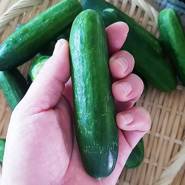 [당일수확] 작지만 더욱 알찬 오이! 미니오이 2kg(미니스탑) 약 40개내외, 1개, 2kg