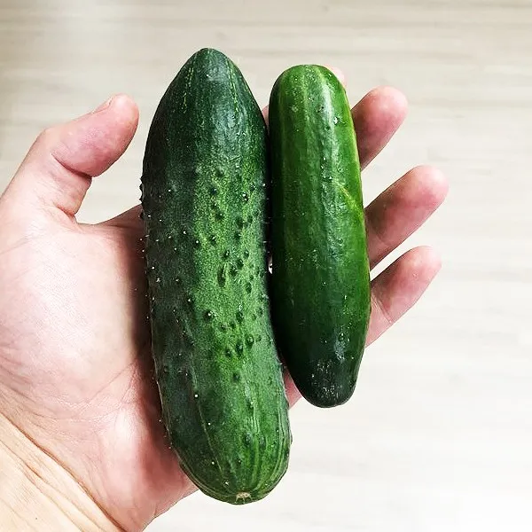 [당일수확] 작지만 더욱 알찬 오이! 미니오이 2kg(글로리아+미니스탑), 1개, 2kg