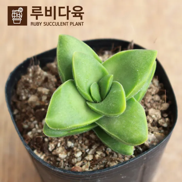 [루비다육]_소형_신동, 사진참조, 1개