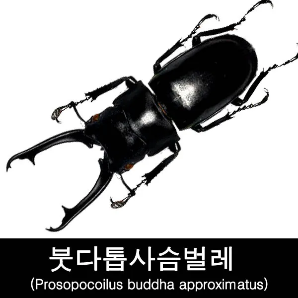 사슴벌레표본/건조표본/붓다톱사슴벌레표본50-54mm