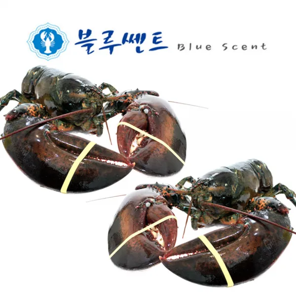 블루쎈트 프리미엄 활 랍스타 500g 2마리