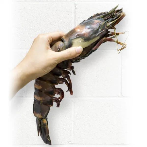 생선생 압도적인 크기의 킹타이거새우 1마리당 400 450g 1팩 360 400g