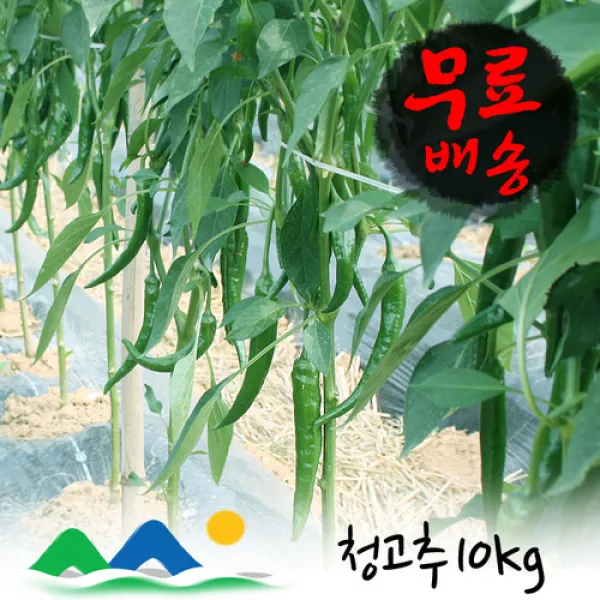 신선농장 청고추 풋고추 1박스 10kg 특 