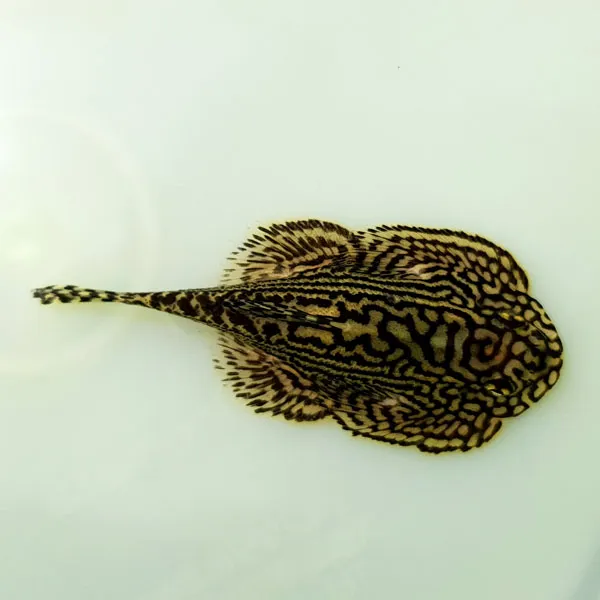  아쿠아펫 힐스트립 가오리비파 2마리 가오리비파 3~4cm 1개
