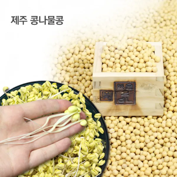 와이쇼핑 제주 콩나물콩 애월농협 수매 풍산품종 햇콩, 1개, 1kg