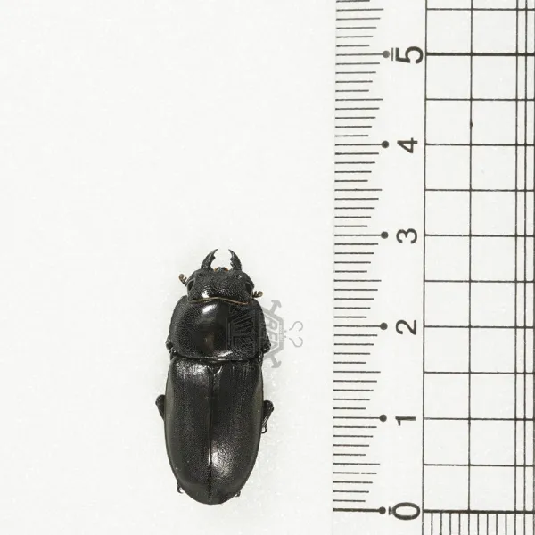 레오곤충샵 애사슴벌레 암컷 25-27mm