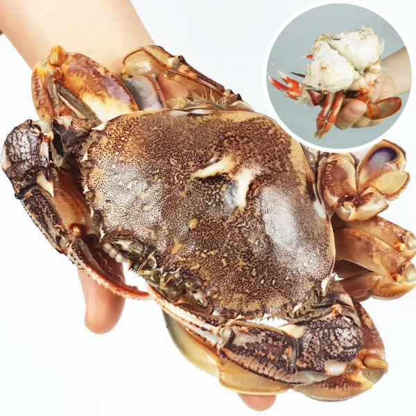(장군수산) 황게1kg_손질황게600g_소라게발1kg_딱새우kg_선택구매, 1박스, 01. 제주 황게 1kg