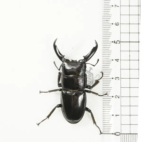 레오곤충샵 넓적사슴벌레 수컷 50mm이하