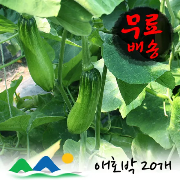 신선농장 애호박 인큐, 1박스, 5kg(20개)