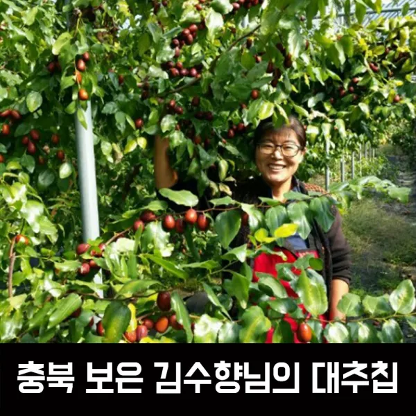 충북 보은 김수향님 대추칩 10개+1개, 1개, 대추칩80g