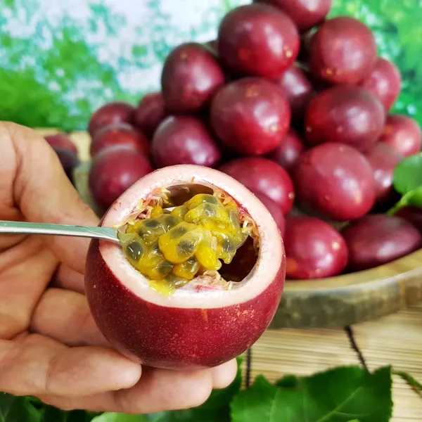 국내산 백향과 패후르츠 생과 1팩 (500g, 6~8과 내외), 1팩, 500g