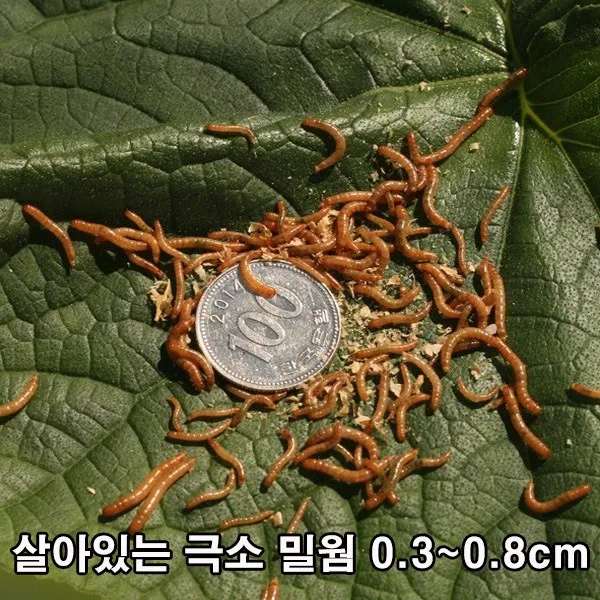 [밀웜천국] 살아있는 밀웜 생밀웜 극소 밀웜(0.3~0.8cm), 500마리