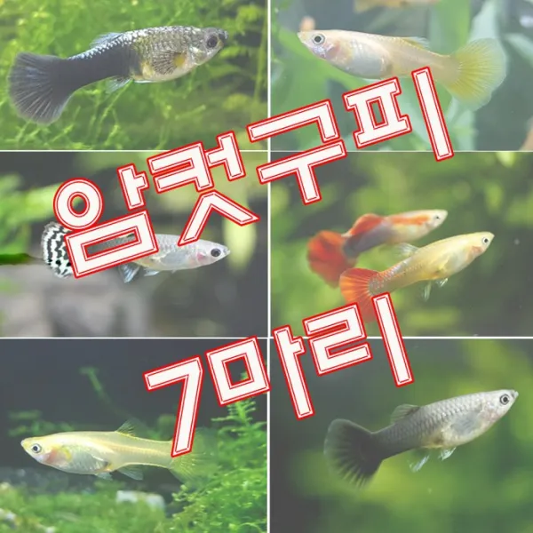  아쿠아펫 암컷 구피 7마리 5~6류 섞어서 보내드립니다 구피암컷 1개