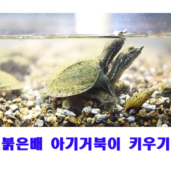 대명관상어공판장 붉은배자라, 1마리