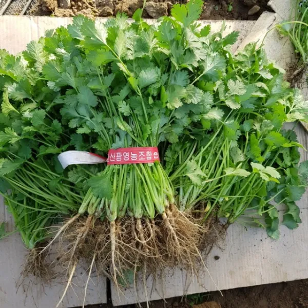 안산팜 고수 1단 300g, 1박스, 고수 300g