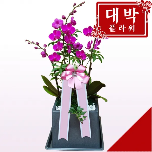 대박플라워 만천홍 서양란 승진선물 취임 영전 이전 개업선물 부모님선물 꽃배달