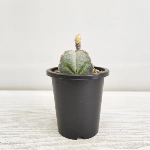 온누리농원 백난봉옥