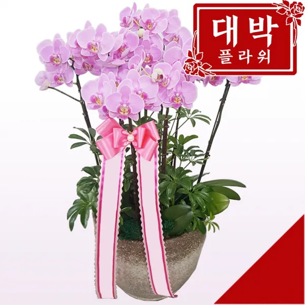 대박플라워 핑크미니호접 서양란 승진선물 취임란 영전 이전 개업선물 부모님선물 꽃배달