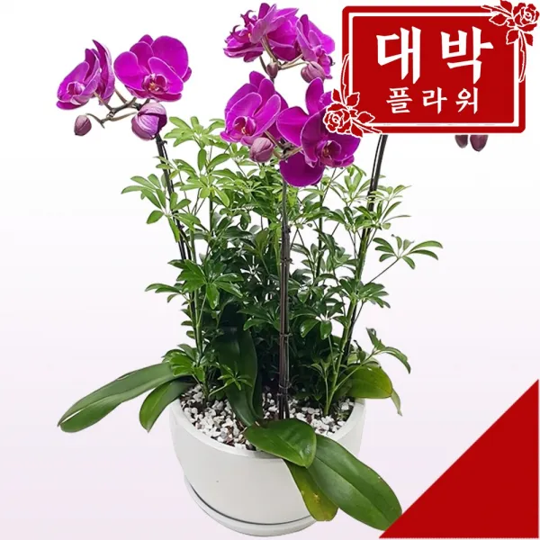 대박플라워 핑크호접 서양란 승진선물 취임란 영전 이전 개업선물 부모님선물 꽃배달