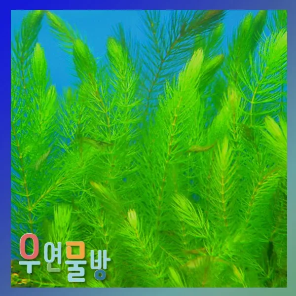[우연물방] 마츠모(붕어마름) 10촉 수초용품 어항용품 어항수초, 1개