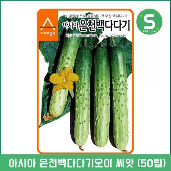 솔림텃밭몰 오이씨앗 50립 은천백다다기 오이종자 상품성우수