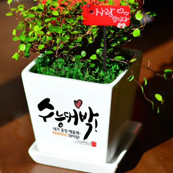 미나의정원 수능대박 응원 메세지화분, 12 네가 자랑스럽다