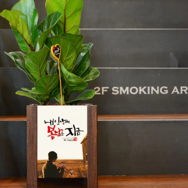 미나의정원 중형 메세지 액자화분, 14 제발돈벼락