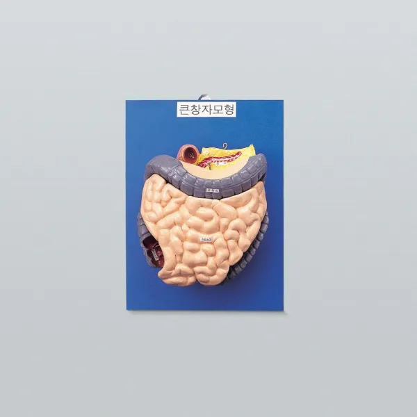 밥풀과학 큰창자구조모형/6284-326page