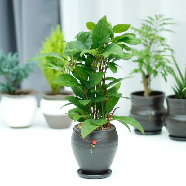 아침향기 공기정화식물 옹기화분, 23.천량금