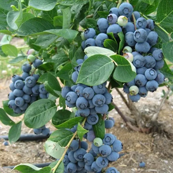 목하원예조경 블루베리나무 묘목(4년생화분묘)결실주