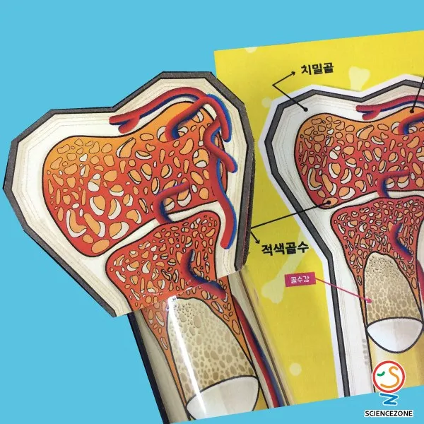 (주)사이언스존 인체의비밀-뼈[5인용]-골수-골격