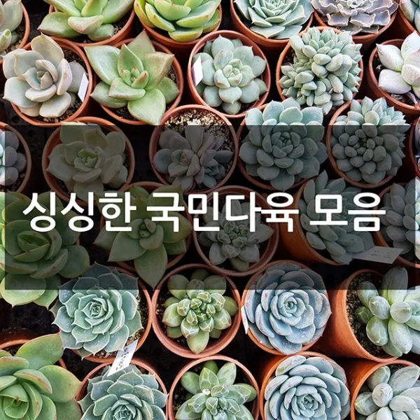 제이팟다육 예쁜 국민 다육이 다육식물 200종류, A36. 언성