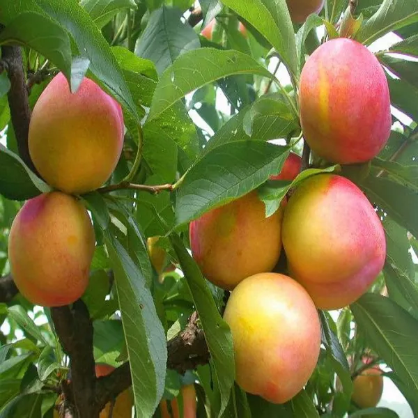 목하원예조경 대왕자두나무(결실주)R5전후