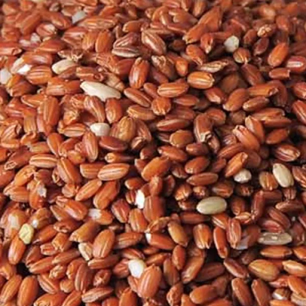 우체국쇼핑 적미 1kg, 1개