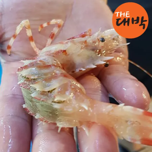 더대박 산지직송 활어 닭새우 500g 1kg 독도새우 1box 활어 닭새우 1kg 30미내외 