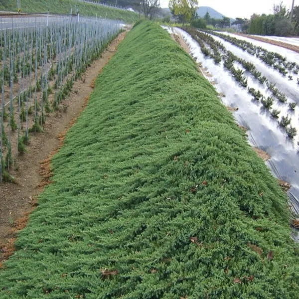 연세원예 좀눈향 L0.6~0.8